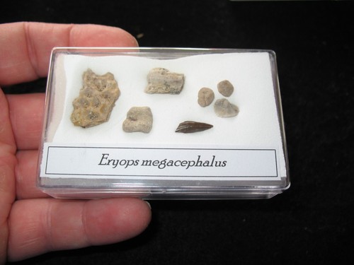 Permian eryops giant amphibian - eryops,