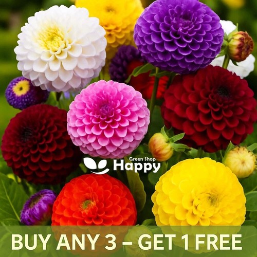 Dahlia pompone double mix - double, 160
