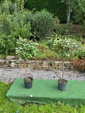 Eleagnus standard - x,