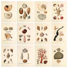 Vintage Seashells Prints, Sea