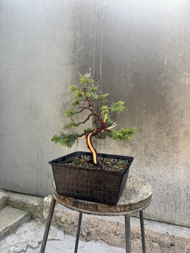 Imported japanese sargentii - imported,