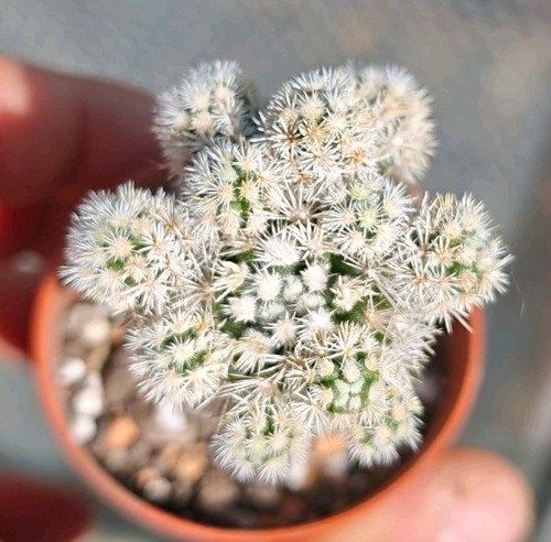 Mammillaria gracilis arizona - mammillaria,