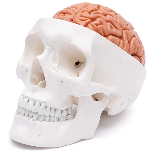 Human head skull - human, brain
