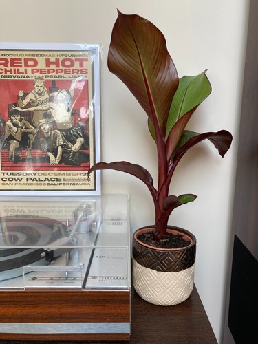 Ensete exotic banana tree - exotic,