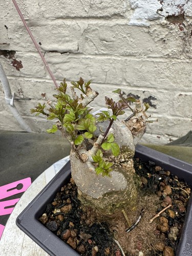 Miniature ash bonsai - miniature,