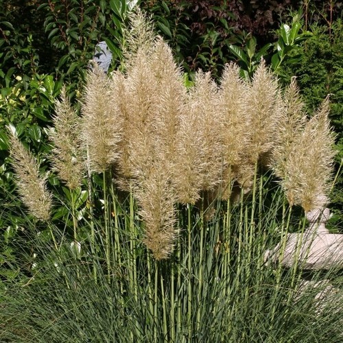 Pampas grass cortaderia - grass,