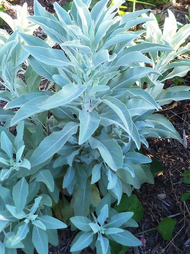 125 white sage - 125+,