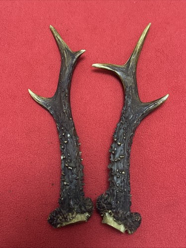 Pair roe deer - of, antlers