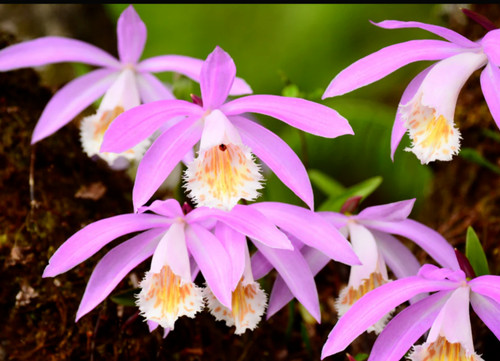 Pleione windowsill orchid - pleione,