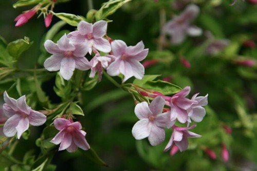 Jasminum stephanense pink - jasminum,