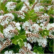 Hebe 'Wiri Mist' | Evergreen Shrub | Pot Plant