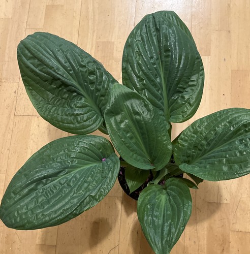 Hosta potomac pride large - pride,