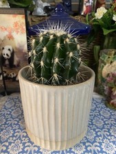 Large Cactus Now Houseplant