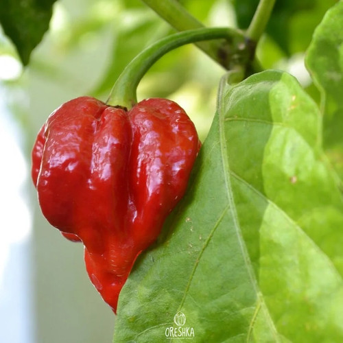 Seeds hot pepper - hot,