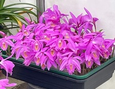 Pleione Ueli Wackernagel