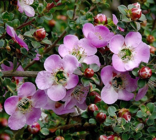 LEPTOSPERMUM