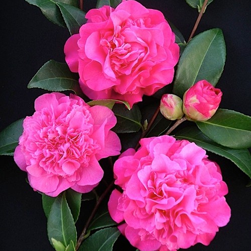 Camellia williamsii debbie - williamsii,