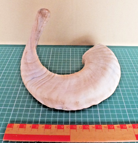 Welsh sheep horn - horn, ideal