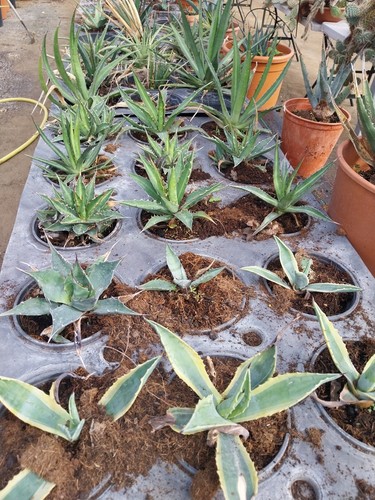 Large agaves all different - large, agaves.