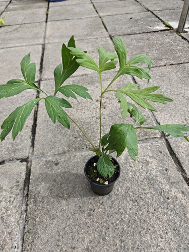 Paeonia delavayi red flower - paeonia,