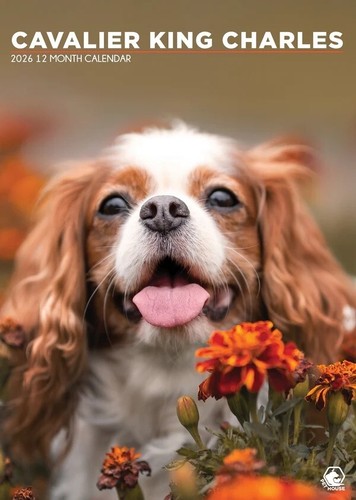 Cavalier king charles dog - cavalier,