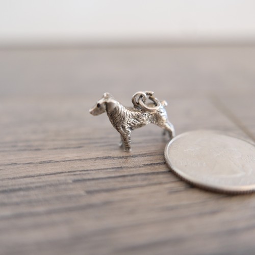 Jack russell lab dog - jack, /