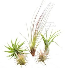 Beginners collection of 5 air plants - Tillandsia live house plant. No Soil