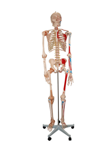 Life size skeleton model with - size,