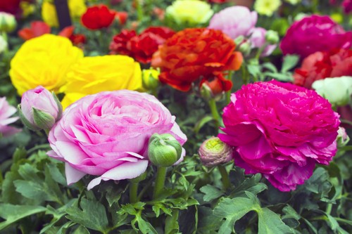 Ranunculus asiaticus mix - asiaticus,