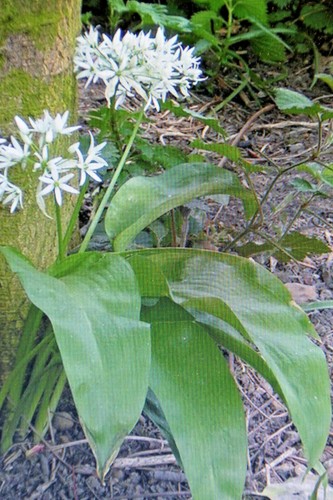 Seeds wild garlic allium - seeds,