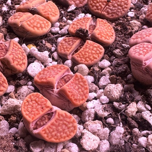 Double head orange red - head, lithops
