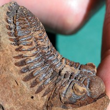 Trilobite, Eldredgeia
