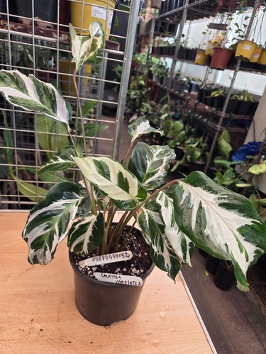 Calathea white fusion - calathea,