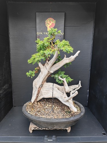Tanuki needle juniper bonsai - needle,
