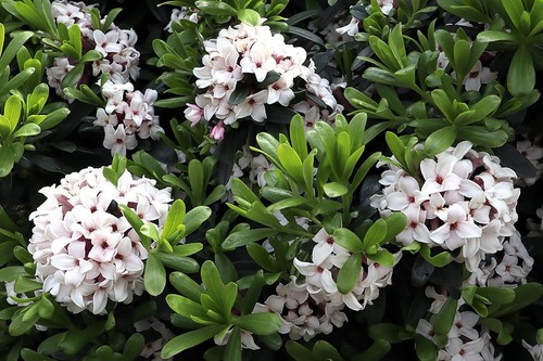 Daphne eternal fragrance - ‘eternal, fragrance’