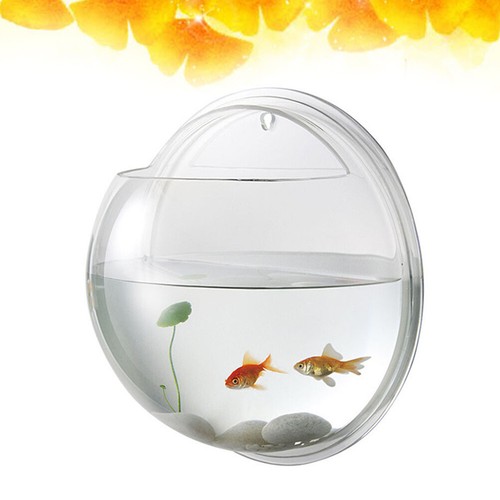 Hanging betta fish tank - fish,