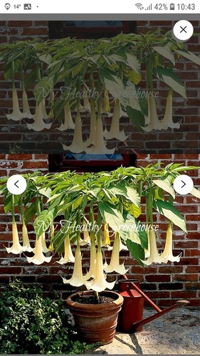 Brugmansia yellow plant - 1,