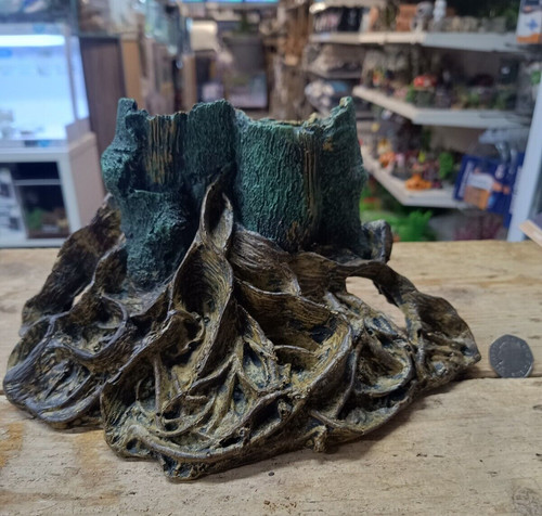Moss mangrove root tree stump - tree,