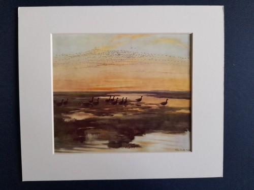 Vintage peter scott print - vintage,