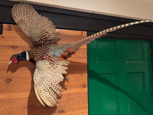 Vintage pheasant wall mount - pheasant, mount-