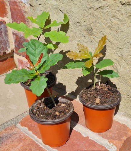 Oak tree sapling - sapling,