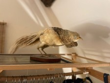 Antique Taxidermy Golden