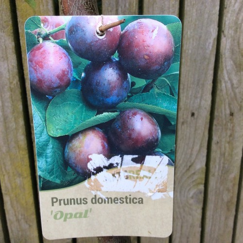 Opal plum tree self - opal,