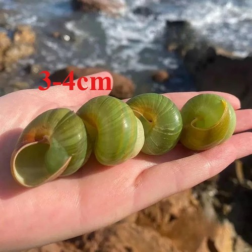 2pcs green apple snail - green,