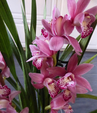 Cymbidium  Orchid Indoor