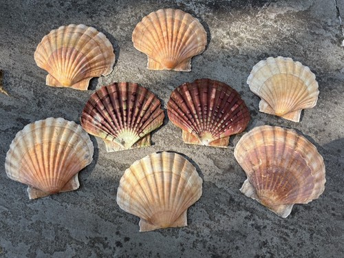 Natural king sea scallop - natural,