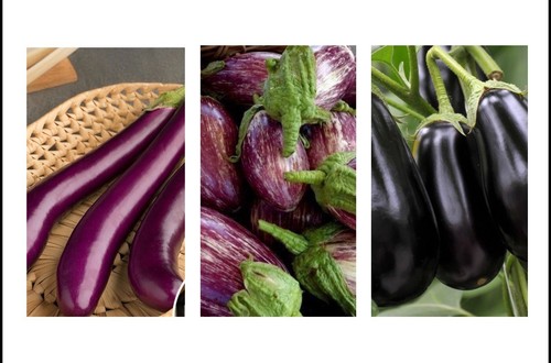 Aubergine plant plug - plant, mixed