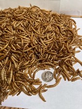 Premium  Dried Meal Worms