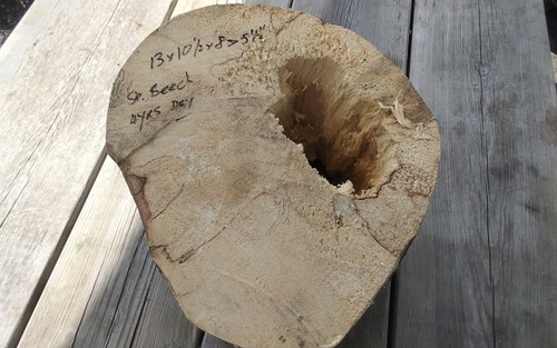Spalted beech bowl blank - bowl,