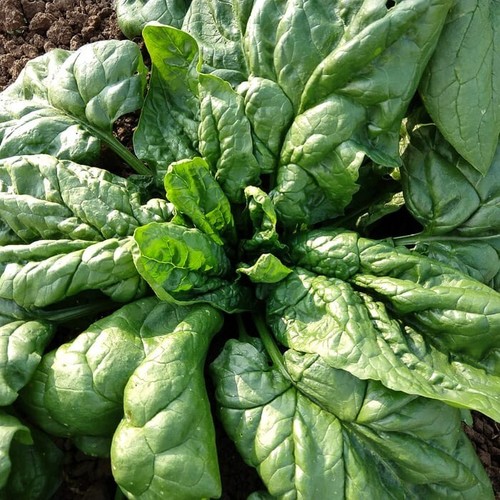 X12 x18 spinach matador - x12,
